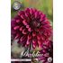 Dahlia, Purple Flame