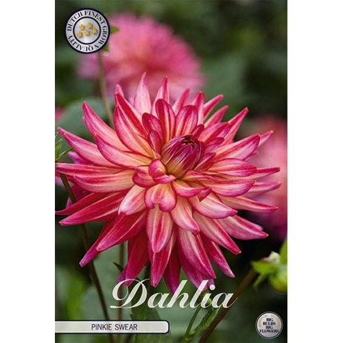 Dahlia, Pinkie Swear