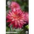 Dahlia, Pinkie Swear