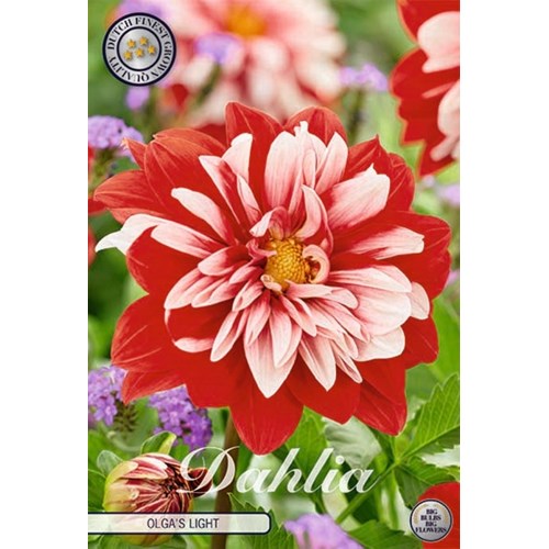 Dahlia, Olgas Light