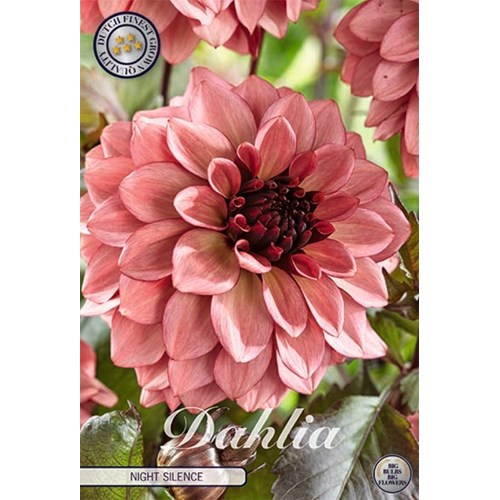 Dahlia, Night Silence