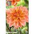 Dahlia, Mister Frans