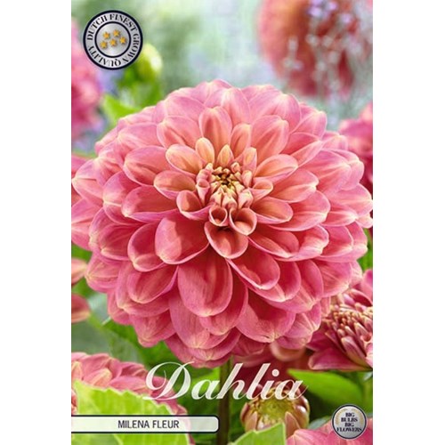 Dahlia, Milena Fleur