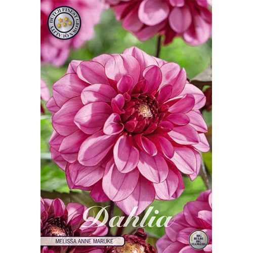 Dahlia, Melissa Anne Marijke