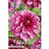 Dahlia, Melissa Anne Marijke