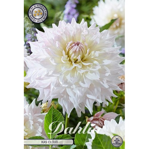 Dahlia, Kas Cloud