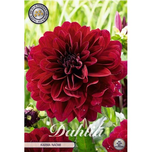 Dahlia, Karma Naomi