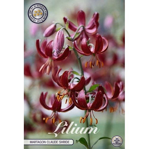 Lilja, krollilja Martagon Claude Shride
