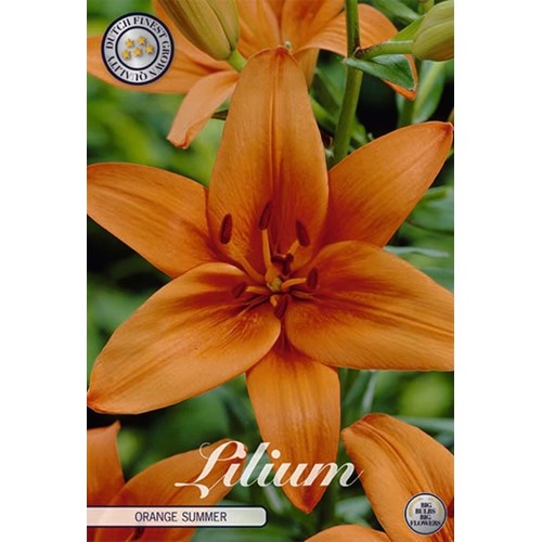 Lilja, Orange Summer