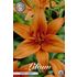 Lilja, Orange Summer