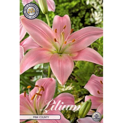 Lilja, Asiatisk, Pink Country