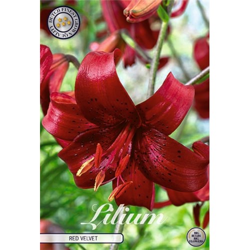 Lilja, Asiatisk, Red Velvet