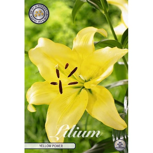 Lilja, Asiatisk, Yellow Power
