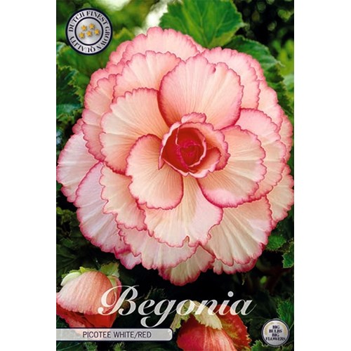 Begonia, Picotee vit och röd