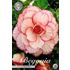 Begonia, Picotee vit och röd
