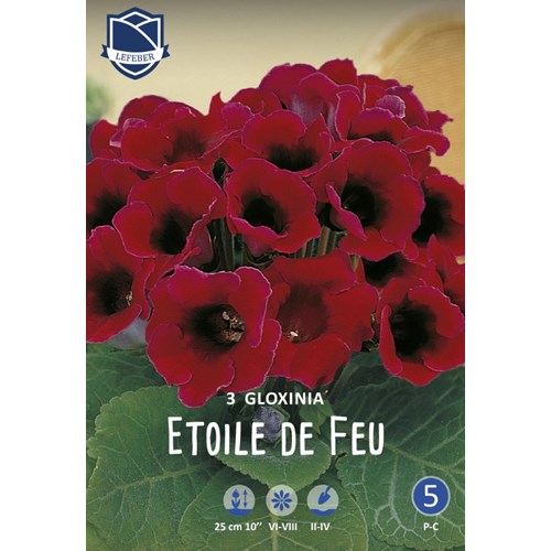 Gloxinia, Etoile de Feu