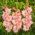 Gladiol, Spic and Span