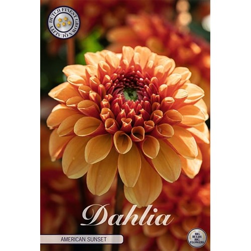 Dahlia, American Sunset