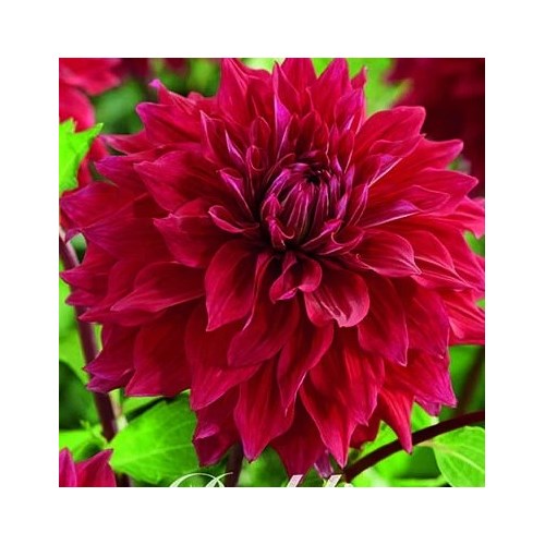 Dahlia, Babylon Purple