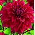 Dahlia, Babylon Purple