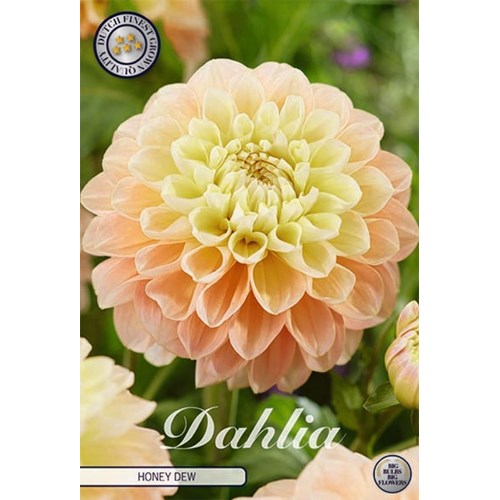 Dahlia, Honey Dew