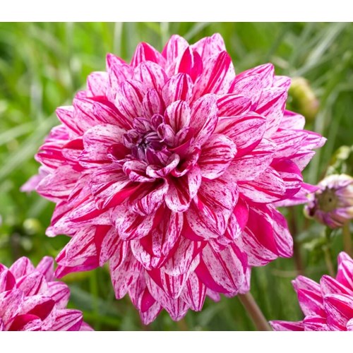 Dahlia, Santander
