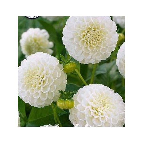 Dahlia, Snow Flake