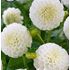 Dahlia, Snow Flake