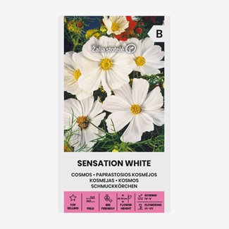 Rosenskära, Sensation White