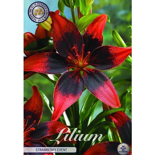 Lilja, Asiatisk, Strawberry Event