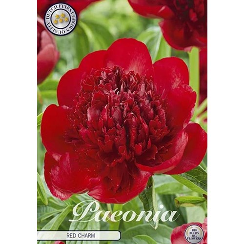 Pion, Red Charm