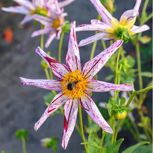 Dahlia, Destinys teachers