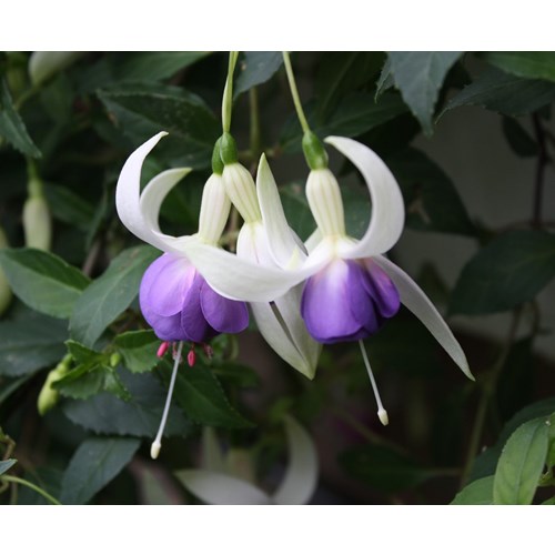 Fuchsia, Delta Sarah