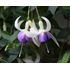 Fuchsia, Delta Sarah