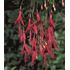 Fuchsia, Ricartonii