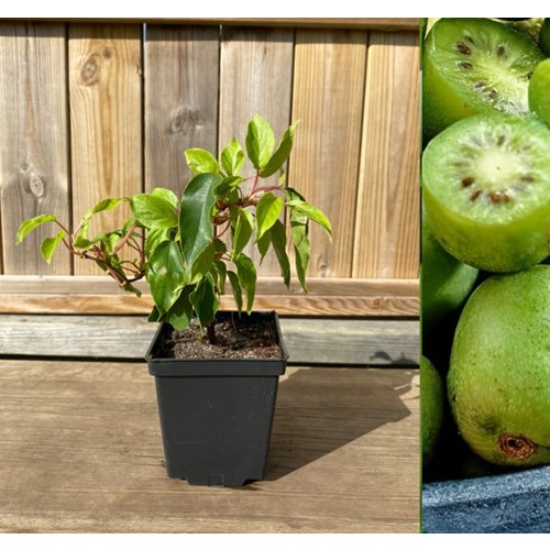 Kiwi, Minikiwi, Issai