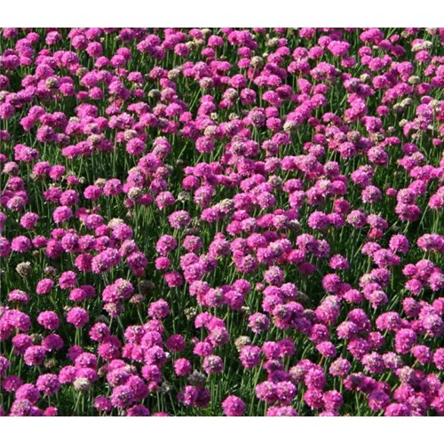 Trift, Abbey Deep rose