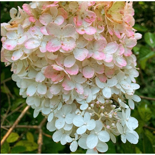 Hortensia, Vipphortensia, Pink Lady