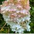 Hortensia, Vipphortensia, Pink Lady