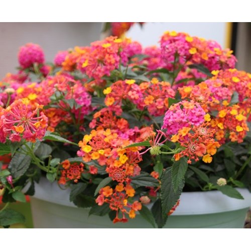 Eldkrona, Lantana, Passonfruit