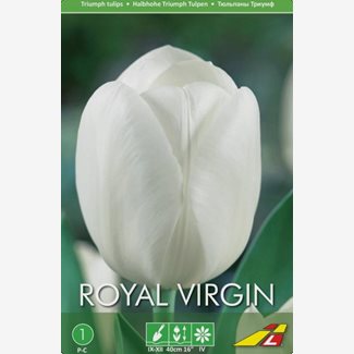 Tulpan, Tidig enkel, Royal Virgin