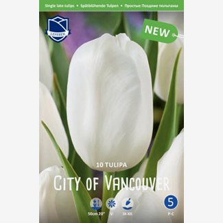 Tulpan, Sen enkel, City of Vancouver