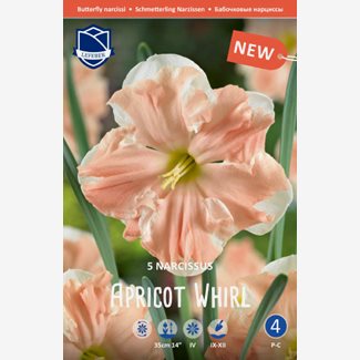 Narciss, orkide, Apricot Whirl