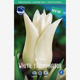 Tulpan, Lilje, White Triumphator