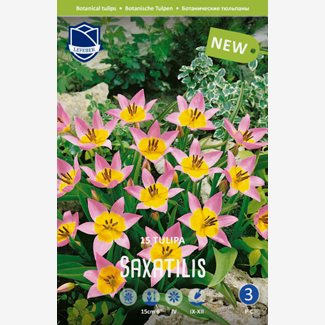 Tulpan, Botanisk, Saxatilis