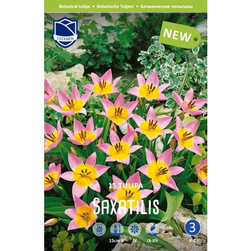 Tulpan, Botanisk, Saxatilis