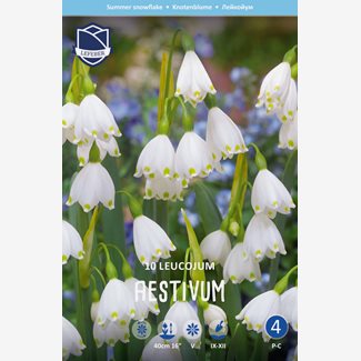 Sommarsnöklocka