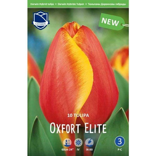 Tulpan, Darwin, Oxford Elite
