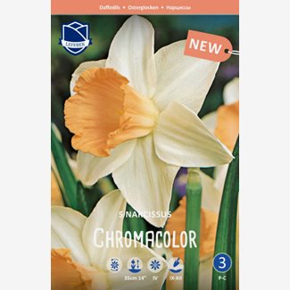 Narciss, Påsklilja, Chromacolor