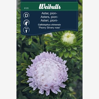 Aster, Silvery Rose